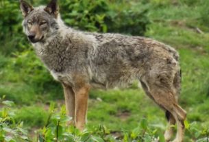 Italian wolf population increasing. Image credit: https://animalia.bio/