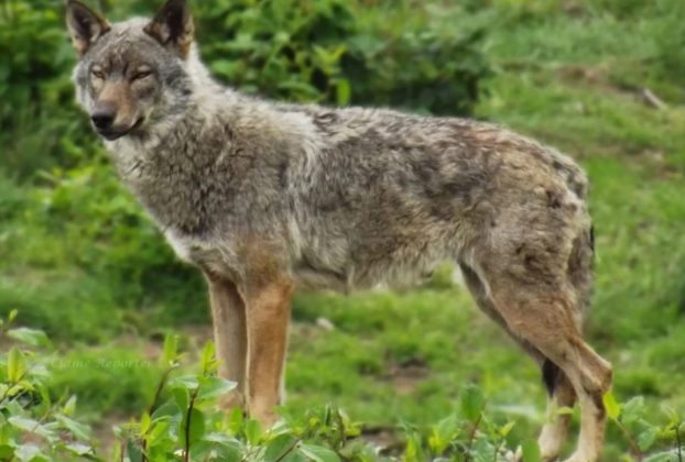 Italian wolf population increasing. Image credit: https://animalia.bio/