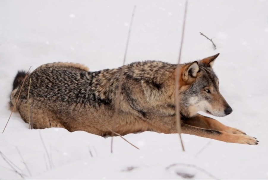 An Italian wolf lying in the snow. By LuigiFilice, CC BY 3.0, https://commons.wikimedia.org/w/index.php?curid=123232934 A wolf is roaming the Bologna hills