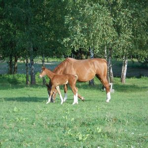 Bill introduced to ban sluaghter of horses for meat. By Peter.shaman - Own work, CC BY-SA 4.0, https://commons.wikimedia.org/w/index.php?curid=82012471