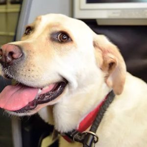 Large Pet Friendly service to start with ITA in summer 2026