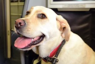 Large Pet Friendly service to start with ITA in summer 2026