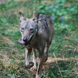 Apennine wolf. Death toll rises to 18 in pisonings. Guido Mastrobono, CC BY 2.0 , via Wikimedia Commons