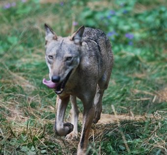 Apennine wolf. Death toll rises to 18 in pisonings. Guido Mastrobono, CC BY 2.0 , via Wikimedia Commons