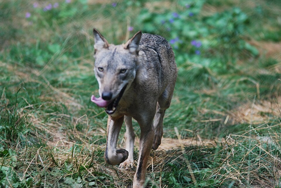 Apennine wolf. Death toll rises to 18 in pisonings. Guido Mastrobono, CC BY 2.0 , via Wikimedia Commons