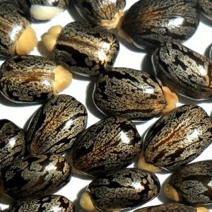 Castor beans from which the toxic poison ricin is extracted. By HediBougghanmi2014 - Own work, CC BY-SA 3.0, https://commons.wikimedia.org/w/index.php?curid=26602020