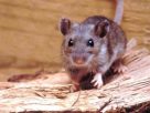 The Hantavirus originates from rodents