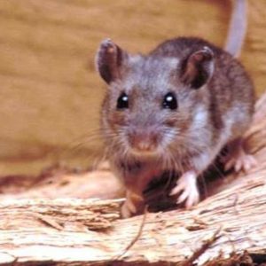 The Hantavirus originates from rodents