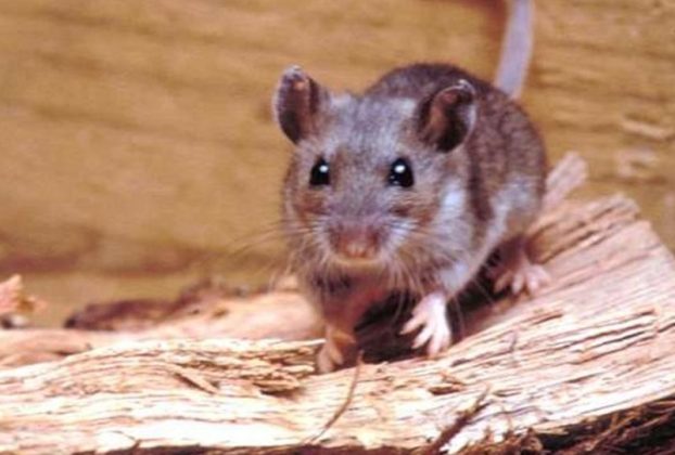 The Hantavirus originates from rodents