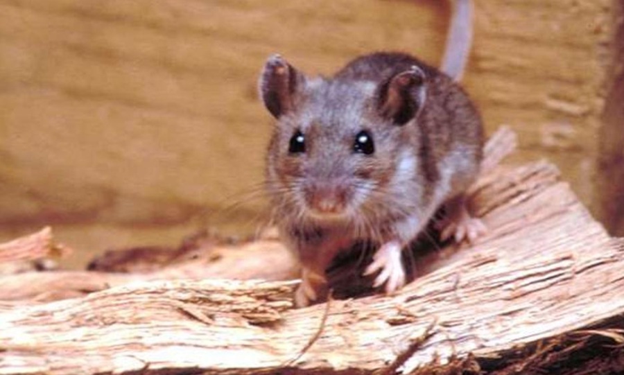 The Hantavirus originates from rodents