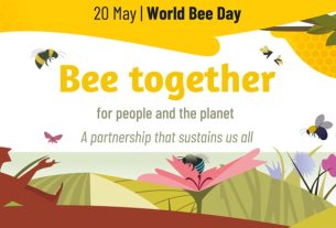 Celebrating World Bee Day