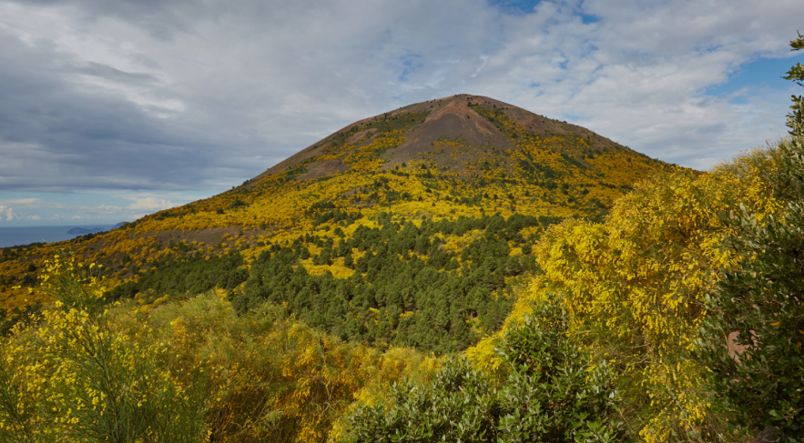 Broom in Vesuvius National Parkb © Carlo Falanga https://www.parconazionaledelvesuvio.it/