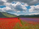 Umbrian plateau with lentil bloom https://www.flickr.com/photos/andolfato/29656325828/in/photostream/ Under Creative Commons BY_NC 2.0