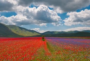 Umbrian plateau with lentil bloom https://www.flickr.com/photos/andolfato/29656325828/in/photostream/ Under Creative Commons BY_NC 2.0