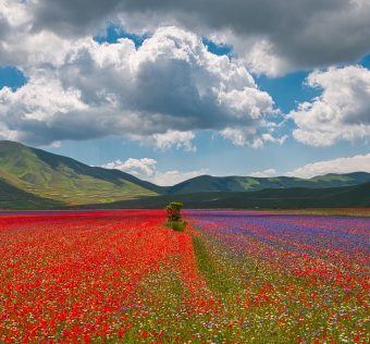 Umbrian plateau with lentil bloom https://www.flickr.com/photos/andolfato/29656325828/in/photostream/ Under Creative Commons BY_NC 2.0