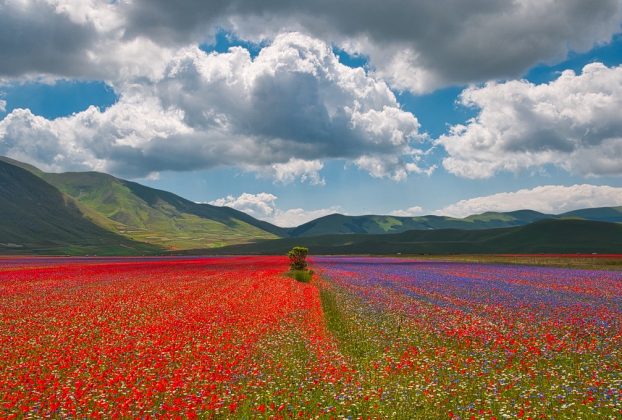 Umbrian plateau with lentil bloom https://www.flickr.com/photos/andolfato/29656325828/in/photostream/ Under Creative Commons BY_NC 2.0