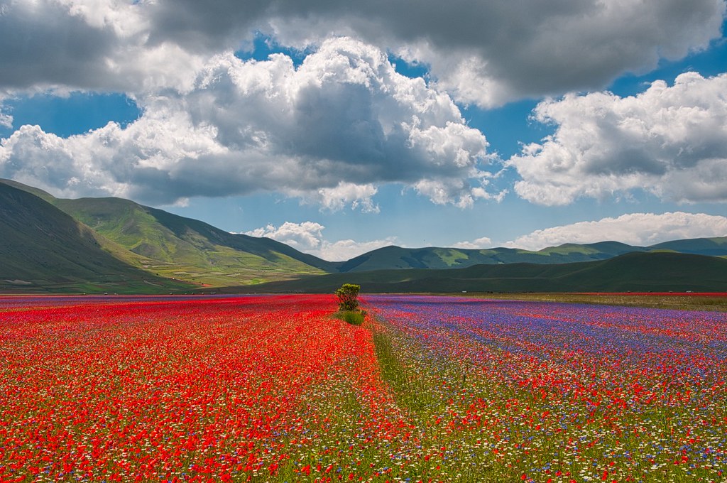 Umbrian plateau with lentil bloom https://www.flickr.com/photos/andolfato/29656325828/in/photostream/ Under Creative Commons BY_NC 2.0