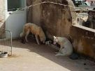 Horrific animal cruelty as puppies left to die in 43º without shade or water