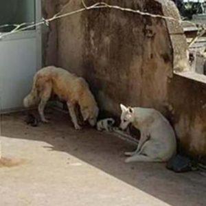 Horrific animal cruelty as puppies left to die in 43º without shade or water