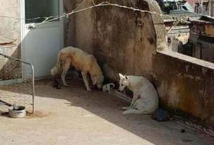 Horrific animal cruelty as puppies left to die in 43º without shade or water
