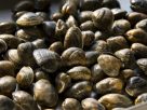 Po Delta clams and mussels (clams pictured) are dying due to heat
