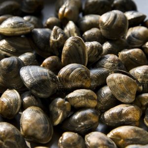 Po Delta clams and mussels (clams pictured) are dying due to heat