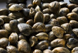 Po Delta clams and mussels (clams pictured) are dying due to heat