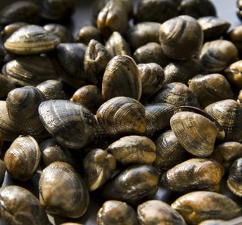 Po Delta clams and mussels (clams pictured) are dying due to heat
