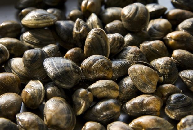 Po Delta clams and mussels (clams pictured) are dying due to heat
