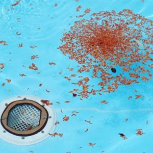 Pool drain safety amendment passed by Lower House