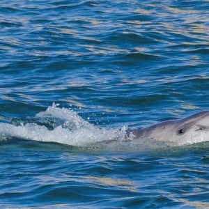 Mimmo is one of only two officially recogniseed dolphin sightings in the Venice lagoon REUTERS/Manuel Silvestri