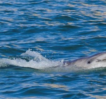 Mimmo is one of only two officially recogniseed dolphin sightings in the Venice lagoon REUTERS/Manuel Silvestri