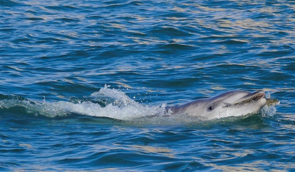 Mimmo is one of only two officially recogniseed dolphin sightings in the Venice lagoon REUTERS/Manuel Silvestri